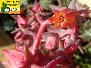 Echeveria Bikini