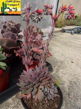 Echeveria Bise