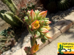 Echeveria Bodega