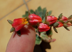 Echeveria Bois des Elfes