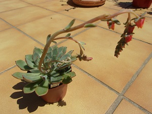 Echeveria Bois des Elfes