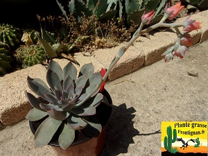 Echeveria Braise