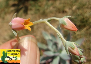 Echeveria C Est le Destin