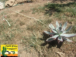 Echeveria C Est le Destin