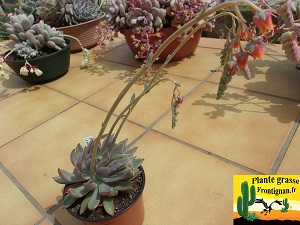 Echeveria Caamanoi