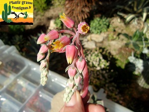 Echeveria Cabotine