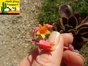 Echeveria Cafeine