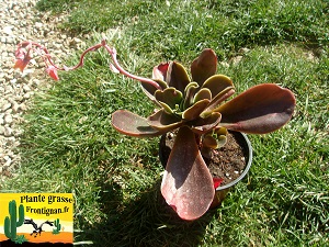 Echeveria Cafeine