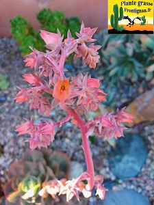 Echeveria Capicursina