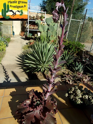 Echeveria Cassis