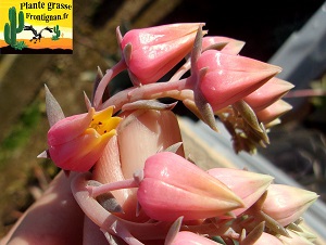 Echeveria Castille