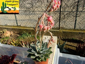 Echeveria Castille