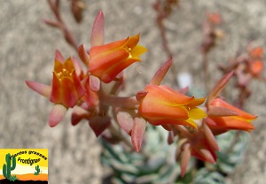 Echeveria Catorce