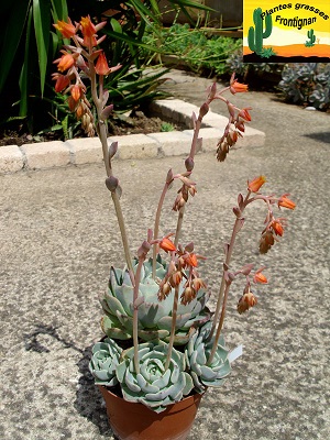 Echeveria Catorce