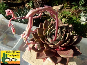 Echeveria Cerise