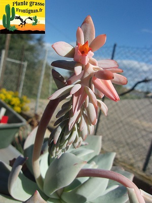 Echeveria Charleston