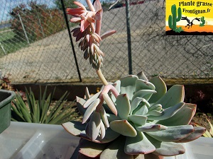 Echeveria Charleston