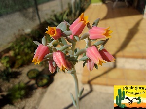 Echeveria Chiquita