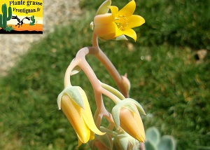 Echeveria Coquette