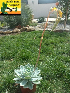 Echeveria Coquette