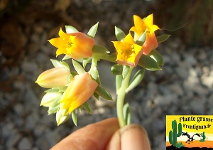 Echeveria Coquine