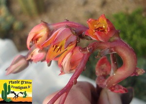 Echeveria Corsaire