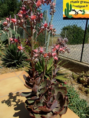 Echeveria Courtisane