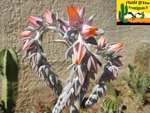 Echeveria Creme de Mauve