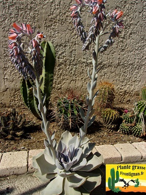 Echeveria Creme de Mauve