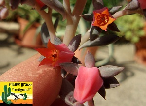 Echeveria Crepuscule