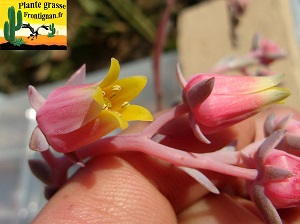 Echeveria Cybele