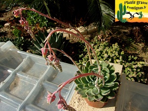 Echeveria Cybele