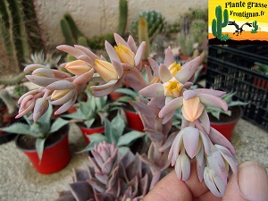 Echeveria Dame du Lac