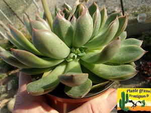 Echeveria Demonia