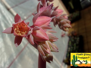 Echeveria Dsir'