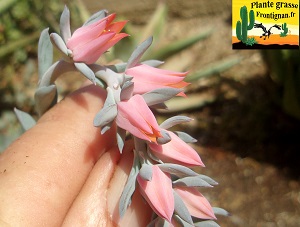 Echeveria Divine