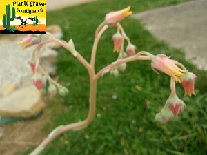 Echeveria Domina