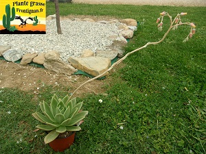 Echeveria Domina