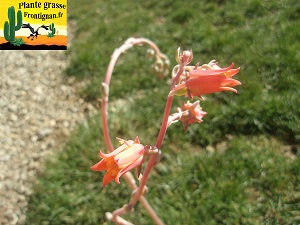 Echeveria Doncella