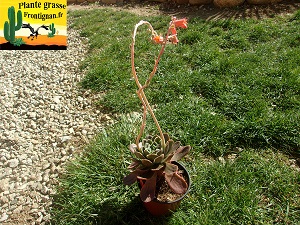 Echeveria Doncella