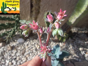 Echeveria Doux Moments