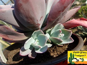 Echeveria Doux Moments