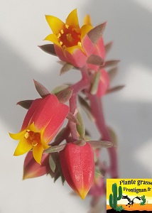 Echeveria Drina