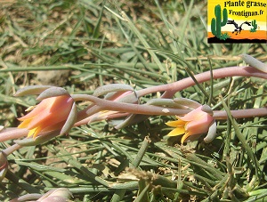Echeveria Dulcinee