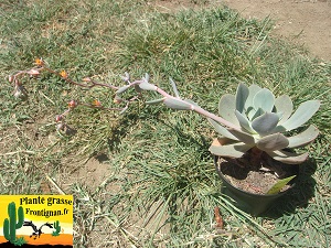 Echeveria Dulcinee