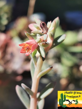 Echeveria Eirlys