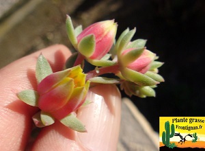 Echeveria El Indalo