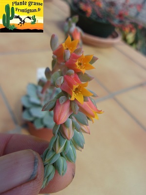 Echeveria Elmy