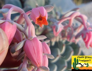 Echeveria Enola