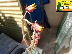 Echeveria Epices fleur